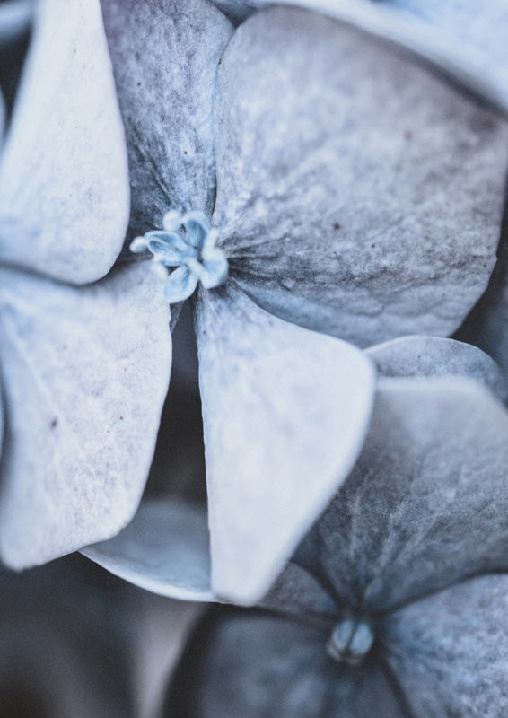 Blue Hydrangea Close Up – Empty Studios