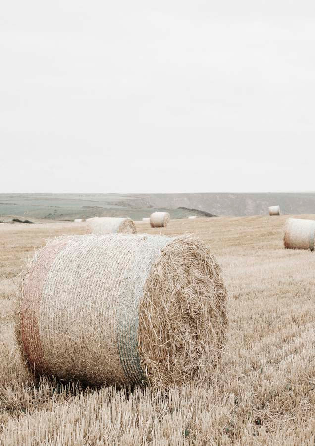 Photography - Farmhouse Country Canvas