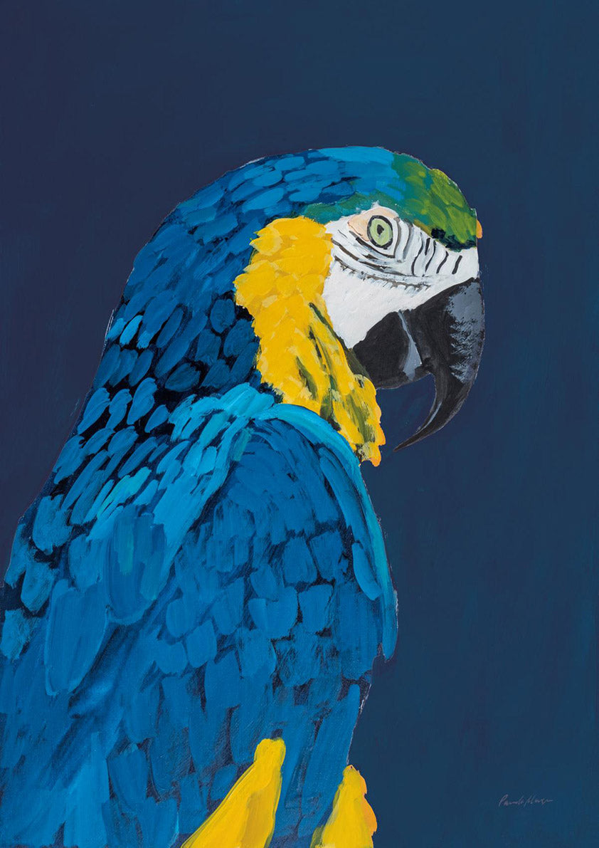 Blue and Gold Macaw Navy
