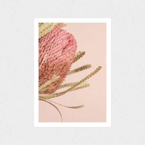 Banksia 1 Art Print