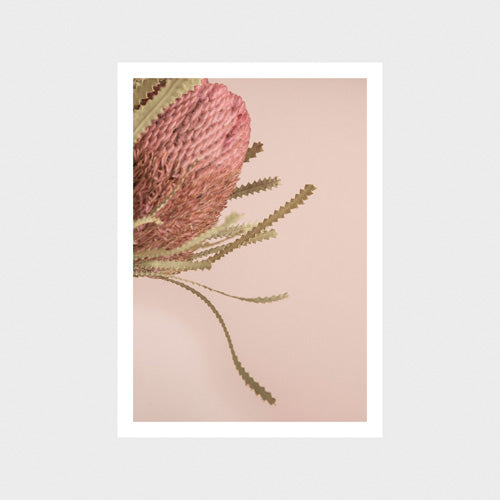 Banksia 2 Art Print