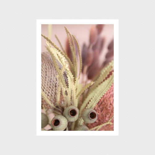 Banksia 3 Art Print