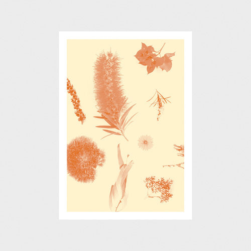 Native Flower Art Print