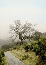 Oak Tree 45