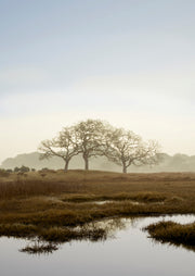 Oak Tree 66