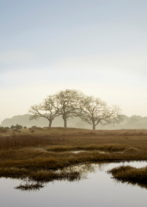 Oak Tree 66