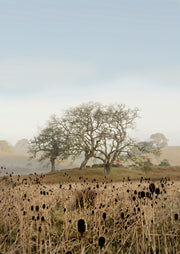 Oak Tree 67
