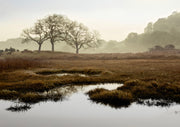 Island Oak Trees