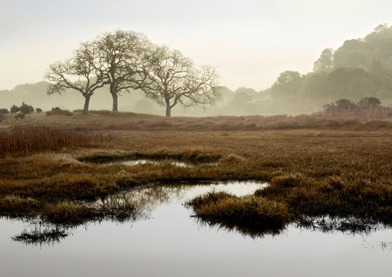 Island Oak Trees