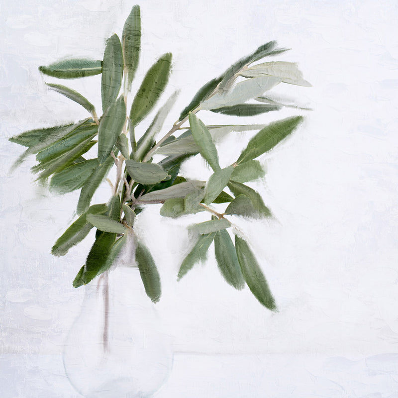 Olive Branches Canvas Wall Art