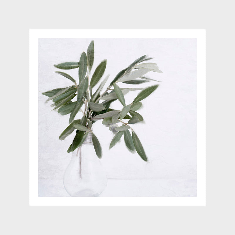 Olive Branch Art Print