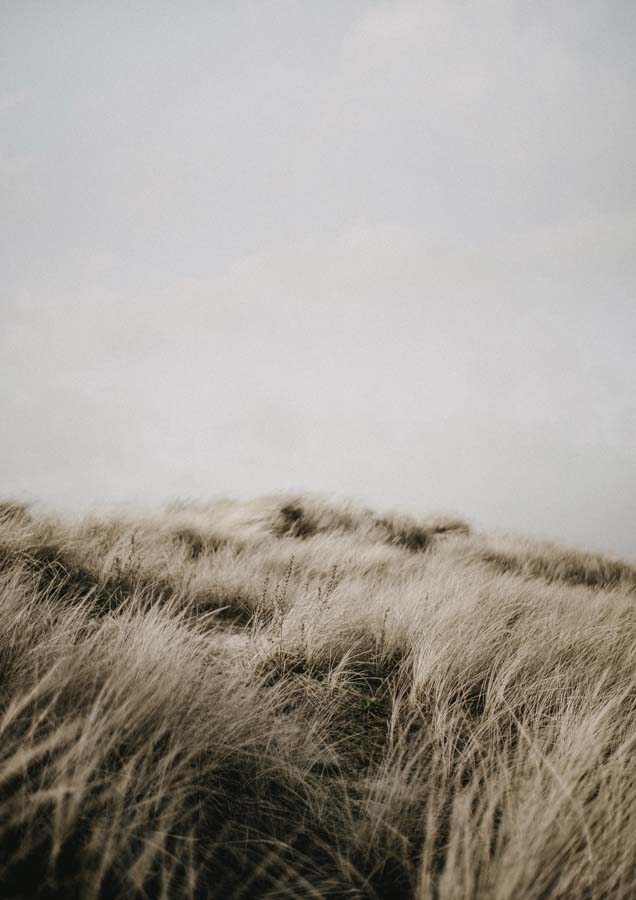 Beach Grass Hill Minimal Canvas Wall Art