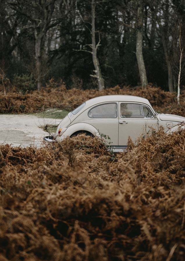 Beetle Side Autumn Canvas Wall Art