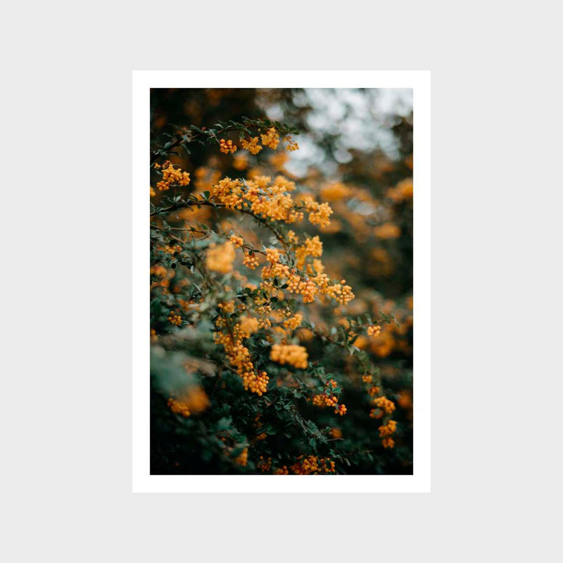 Botanical Blossom Orange Art Print