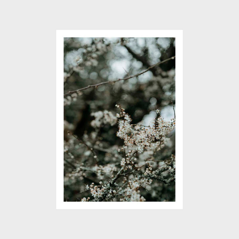 Botanical Blossom White Art Print