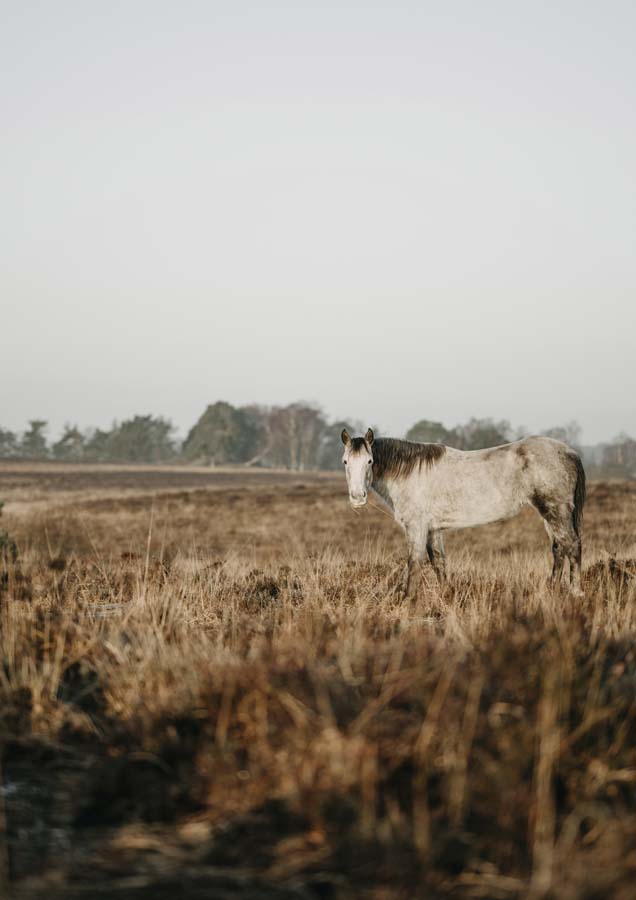 Horse Eating Canvas Wall Art