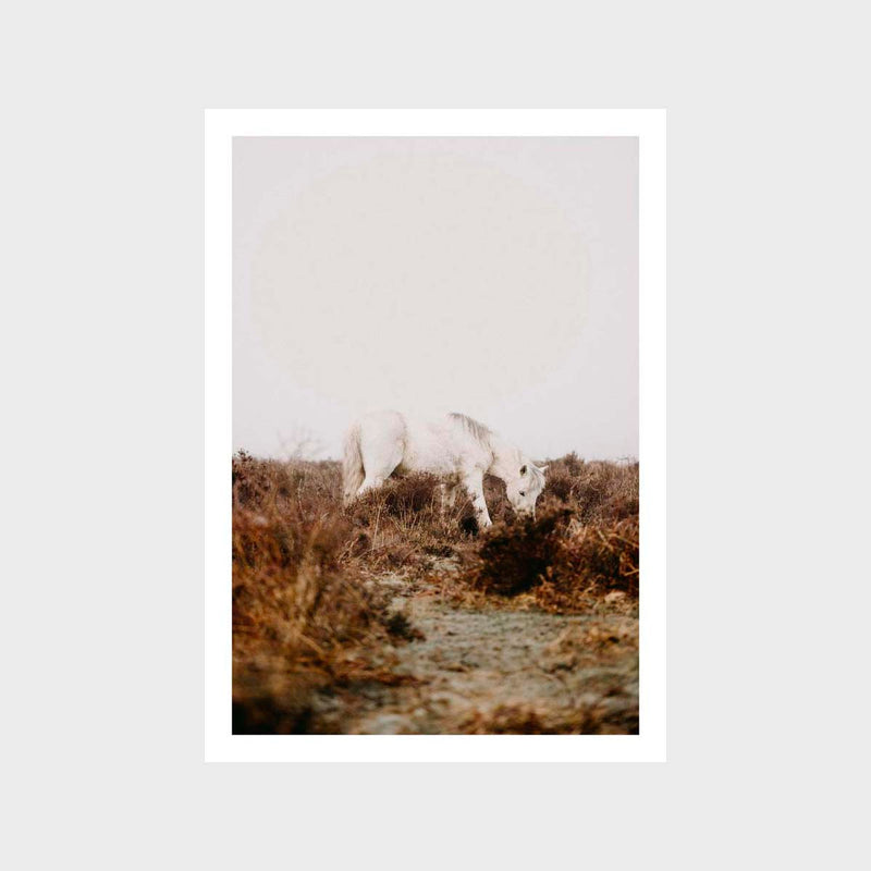 Horse White Close Art Print