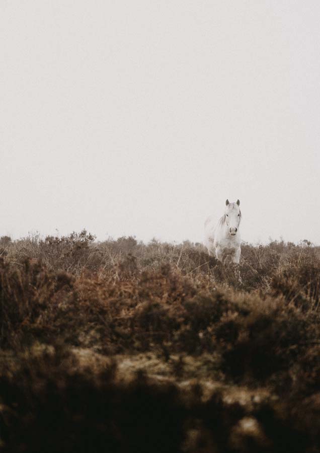 Horse White Looking Canvas Wall Art