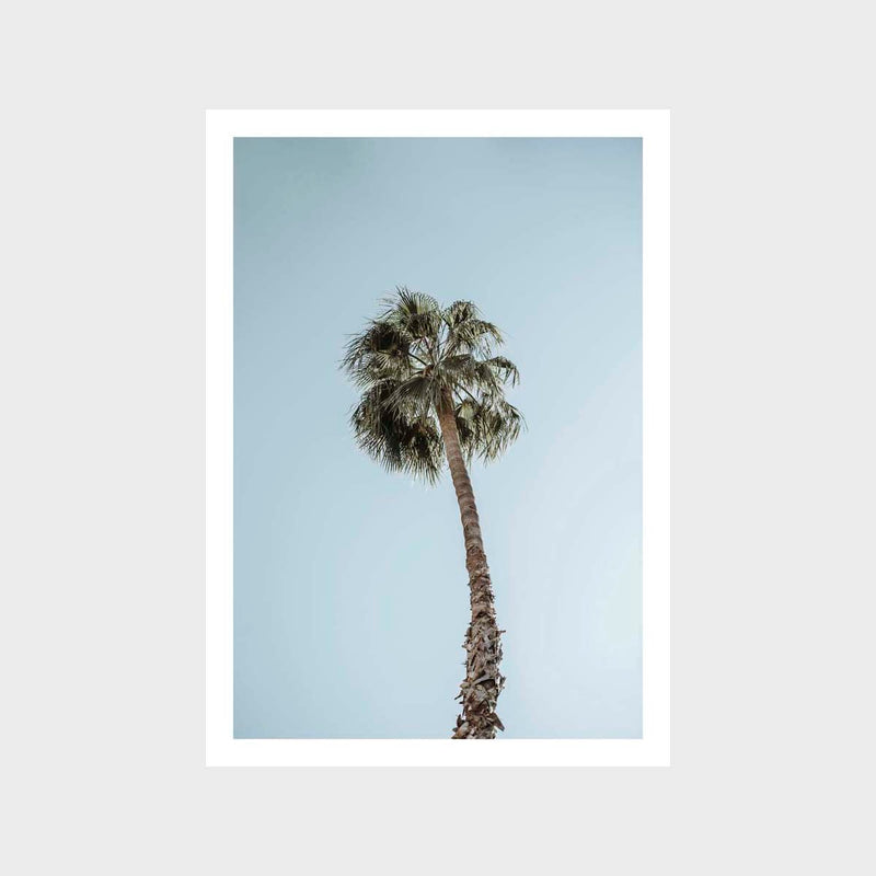 Palm Lone Soft Art Print