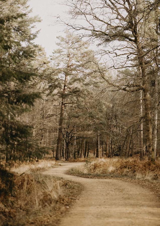 Road Autumn Canvas Wall Art