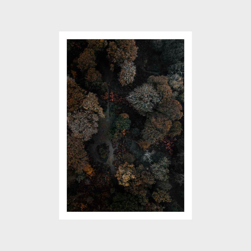 Aerial Trees Autumn Art Print