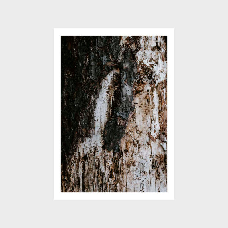 Bark 1 Art Print