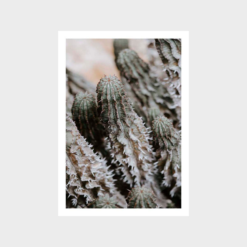 Botanical Cactus Art Print