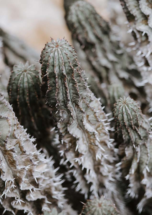 Botanical Cactus Canvas Wall Art