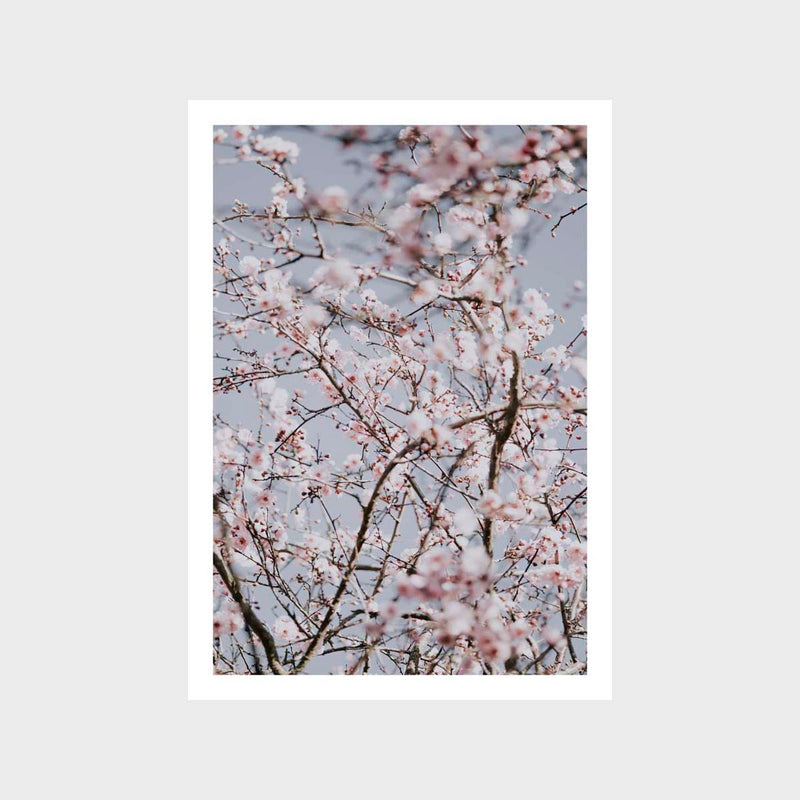 Cherry Blossom 1 Art Print