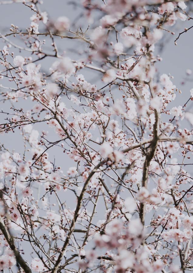 Botanical Cherry Blossom 1 Canvas Wall Art