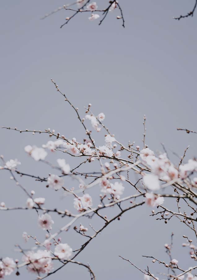 Botanical Cherry Blossom 2 Canvas Wall Art