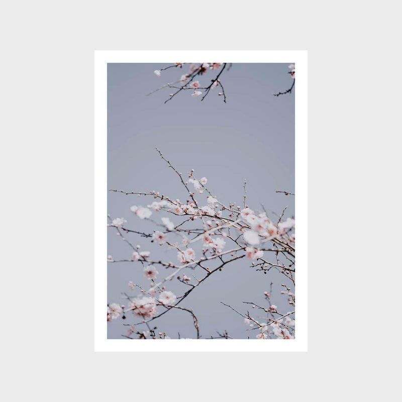 Cherry Blossom 2 Art Print