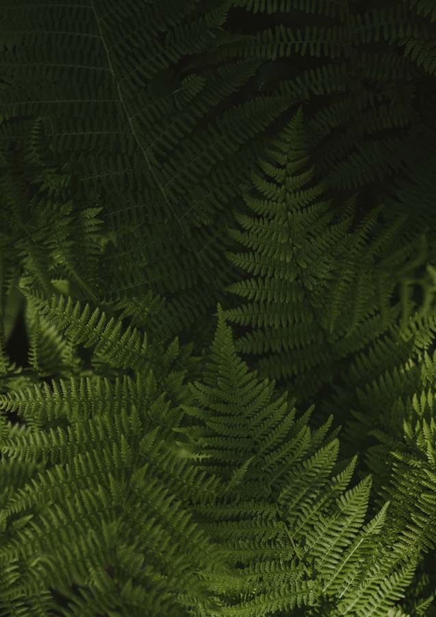 Botanical Fern Canvas Wall Art