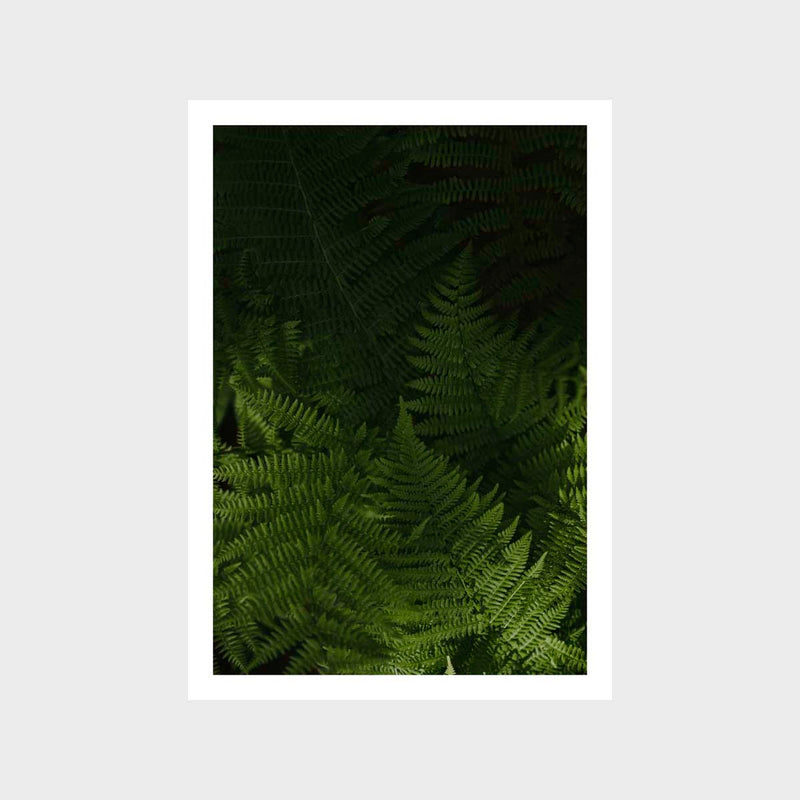 Botanical Fern Art Print