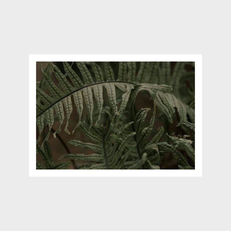 Botanical Fern Closeup Art Print