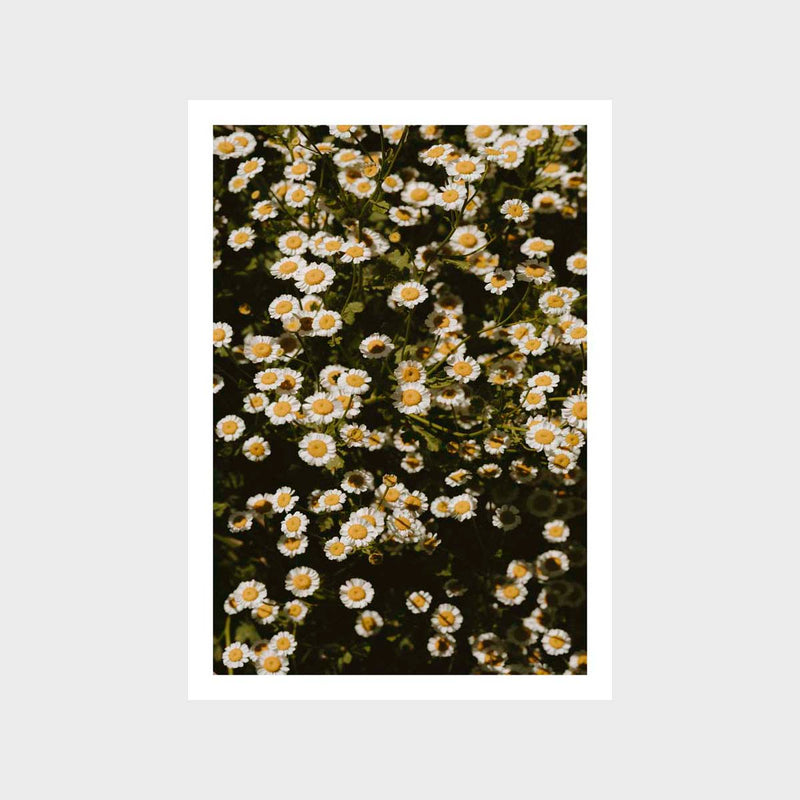 Botanical Floral Yellow Art Print