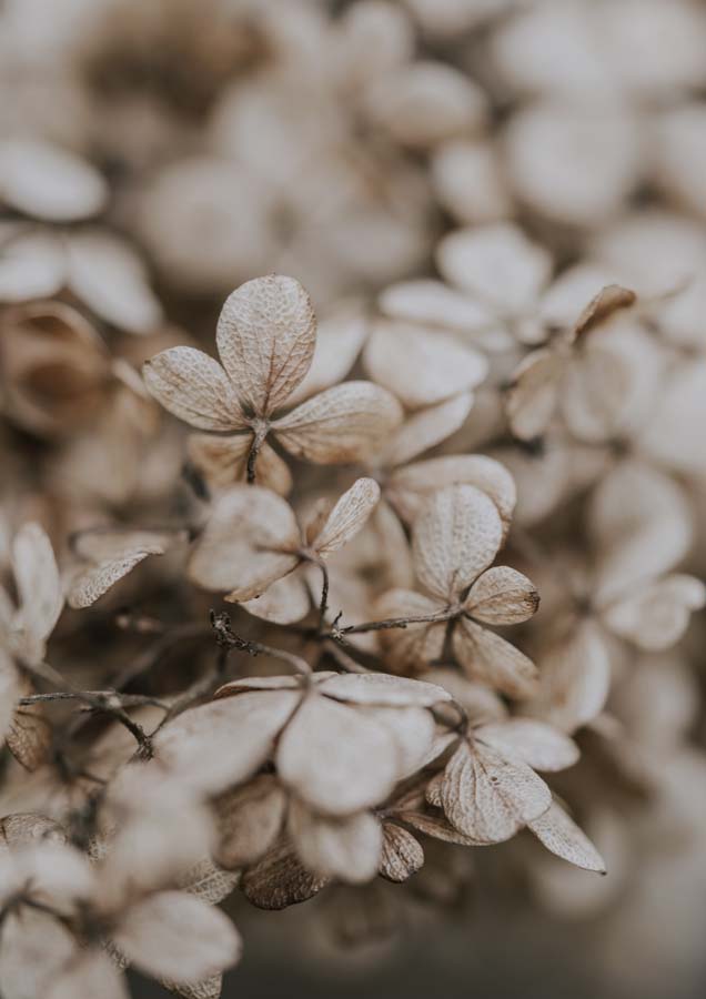 Botanical Hydrangea Brown 1 Canvas Wall Art