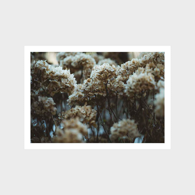 Botanical Hydrangea Brown 2 Art Print