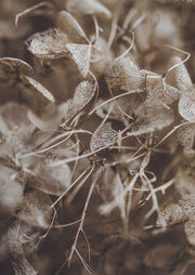 Botanical Hydrangea Decay 1
