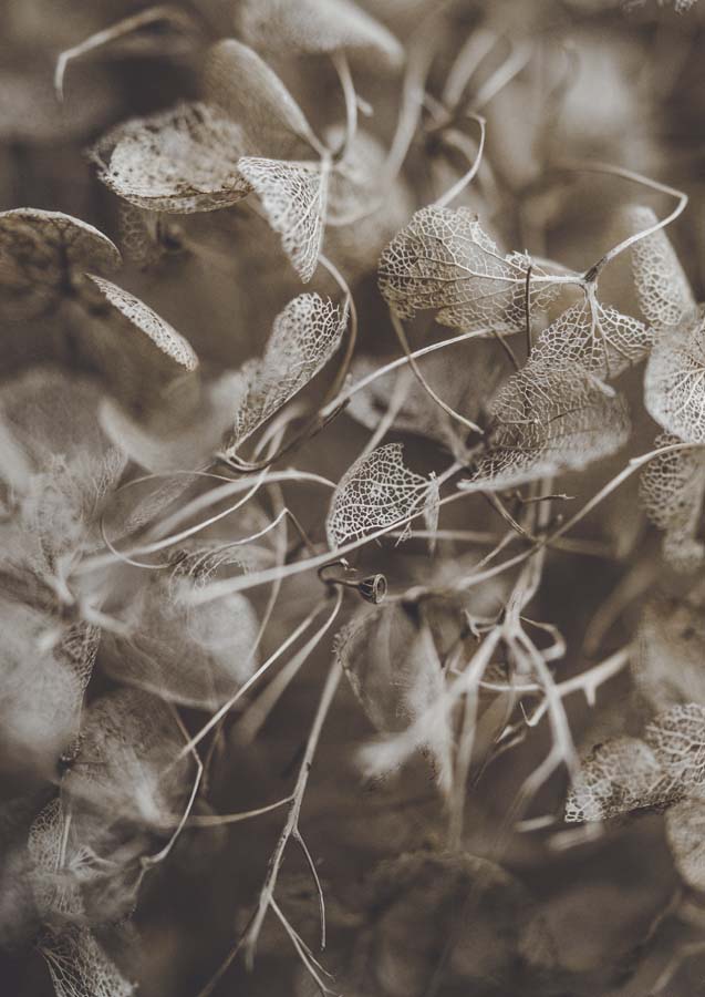 Botanical Hydrangea Decay 1
