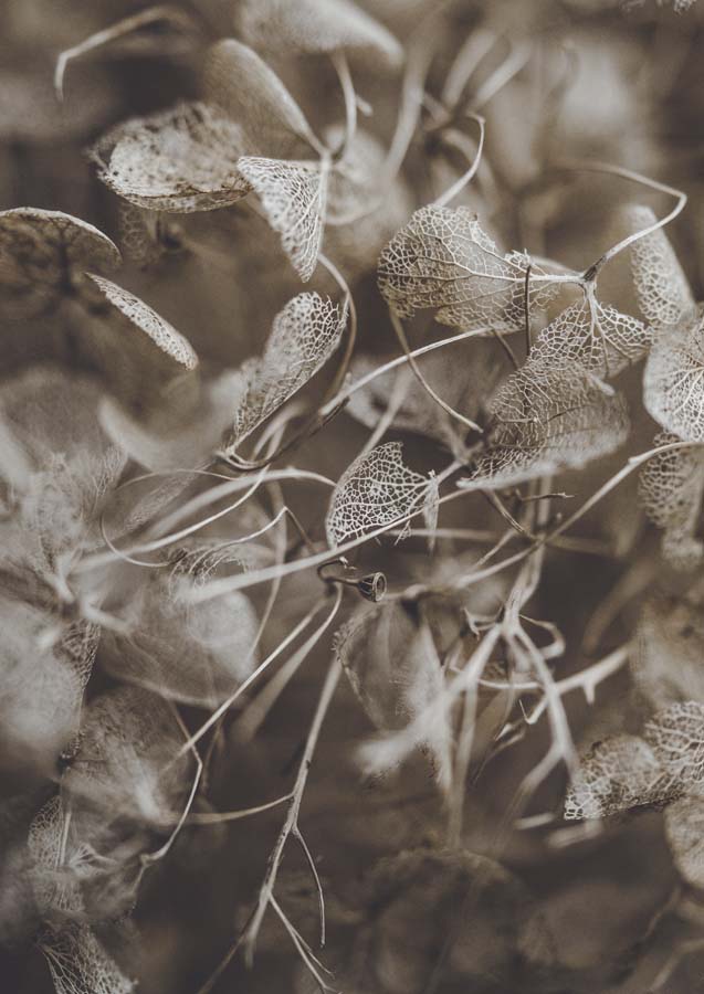 Botanical Hydrangea Decay 1 Canvas Wall Art