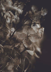 Botanical Hydrangea Decay 2