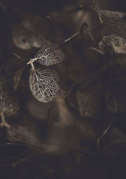 Botanical Hydrangea Decay 3