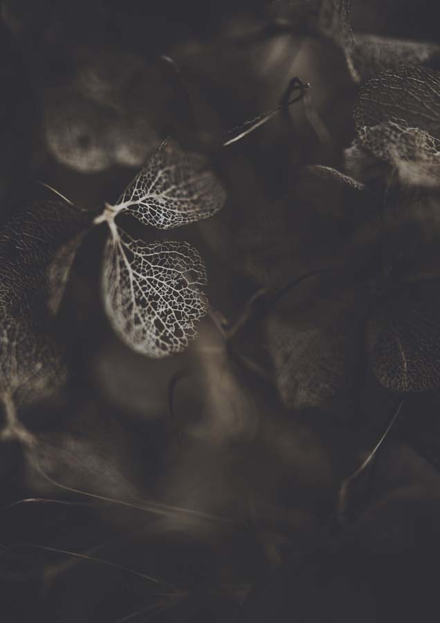 Botanical Hydrangea Decay 3