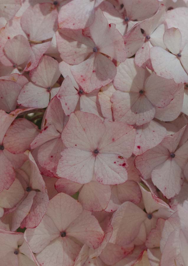 Botanical Hydrangea Fresh 1 Canvas Wall Art