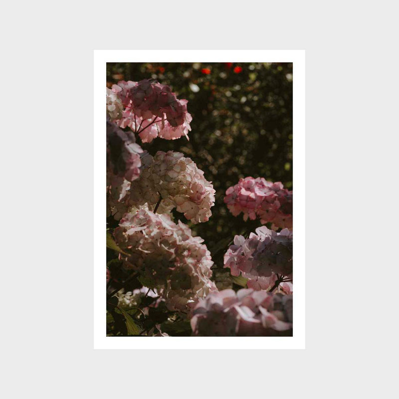 Botanical Hydrangea Fresh 2 Art Print