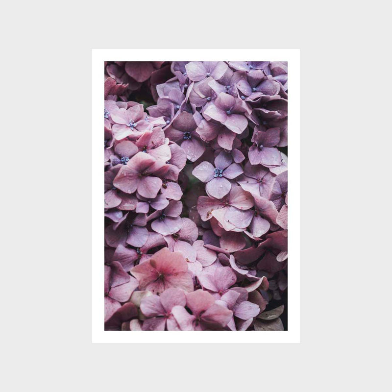 Botanical Hydrangea Fresh 3 Art Print