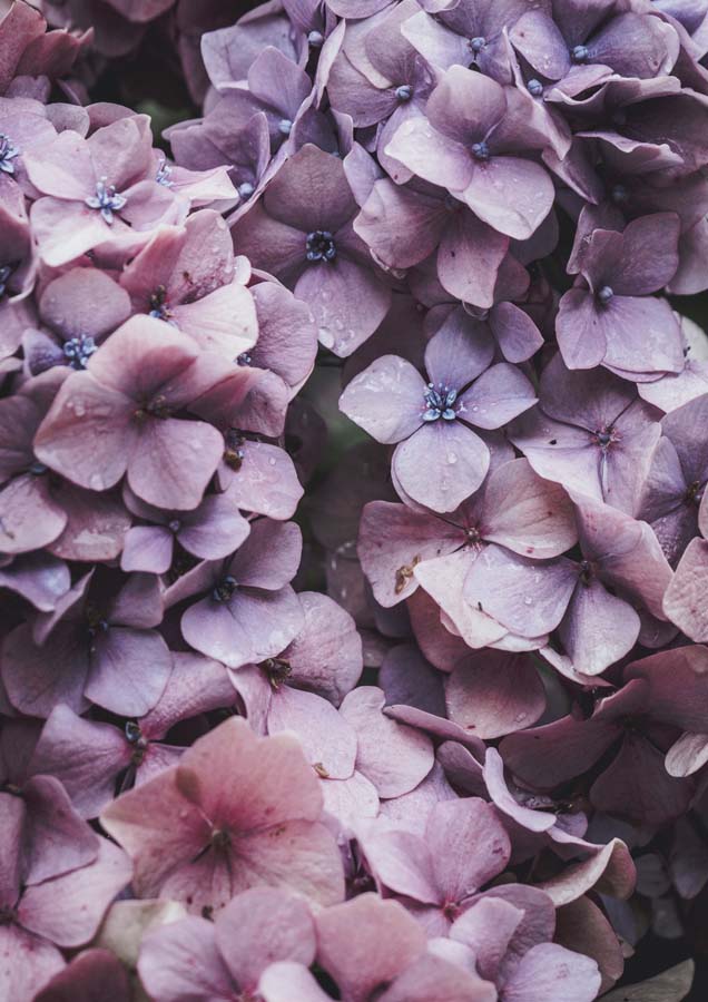 Botanical Hydrangea Fresh 3 Canvas Wall Art