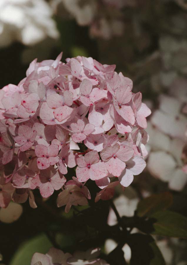 Botanical Hydrangea Fresh 4 Canvas Wall Art