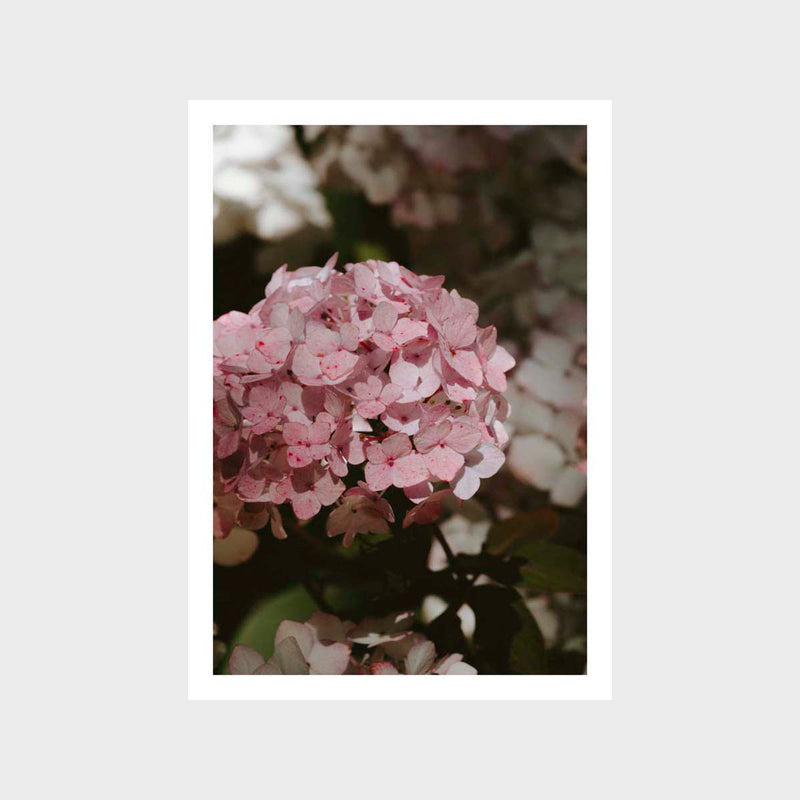 Botanical Hydrangea Fresh 4 Art Print